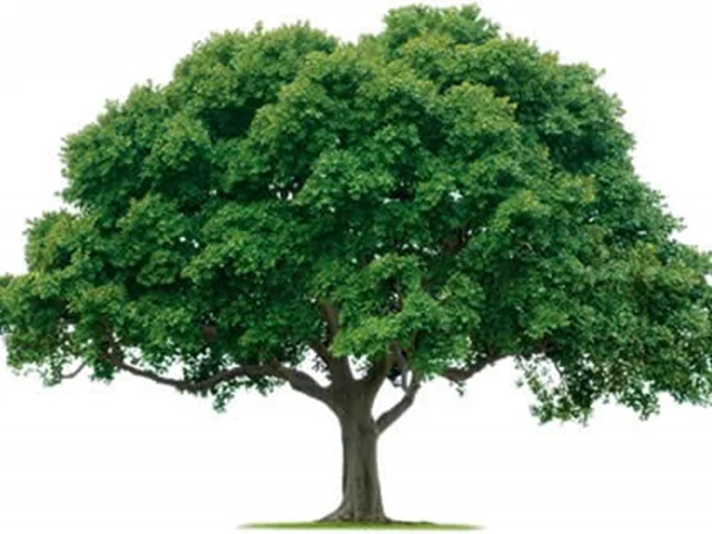 الزامات کاشت یک میلیارد درخت؛ در سال جهش تولید با مشارکت مردم