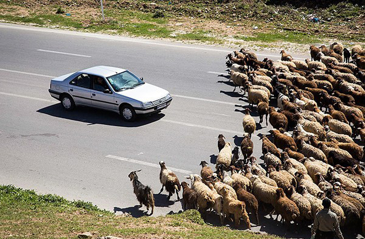 نسخه فراموش شده؛  چرا «طرح مرتعداری» به جهش تولید منجر نمی­‌شود؟!