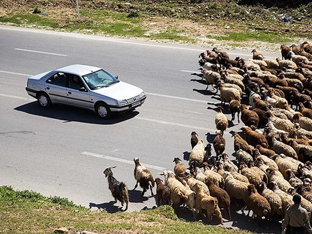 نسخه فراموش شده؛  چرا «طرح مرتعداری» به جهش تولید منجر نمیشود؟!